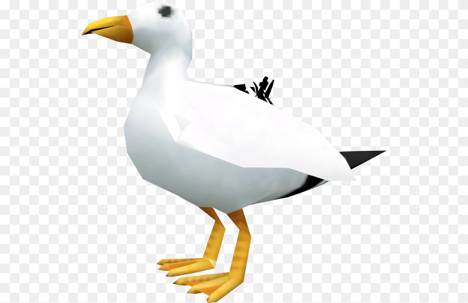 Duck, Animal, Beak, Bird, Seagull Png