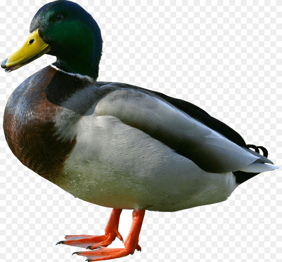 Duck, Animal, Anseriformes, Bird, Waterfowl Free Transparent Png