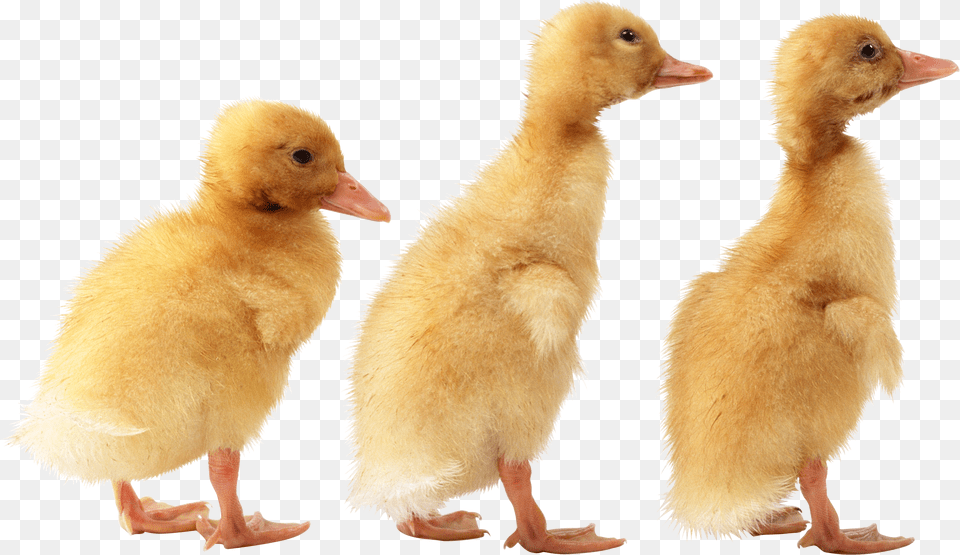 Duck, Animal, Bird, Chicken, Fowl Free Transparent Png