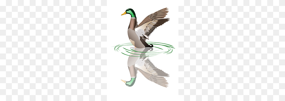 Duck Animal, Bird, Mallard, Waterfowl Free Png Download