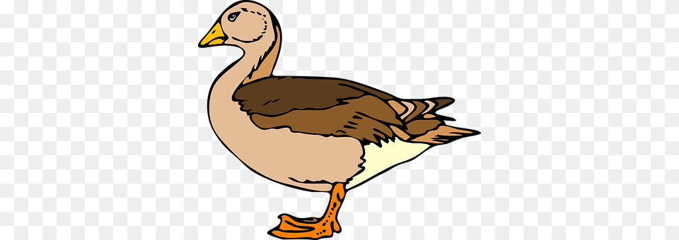 Duck Animal, Bird, Goose, Waterfowl Png Image