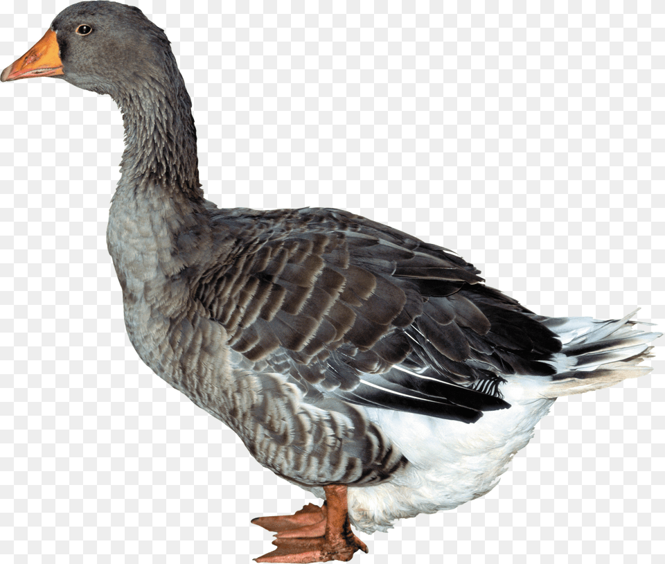 Duck Png