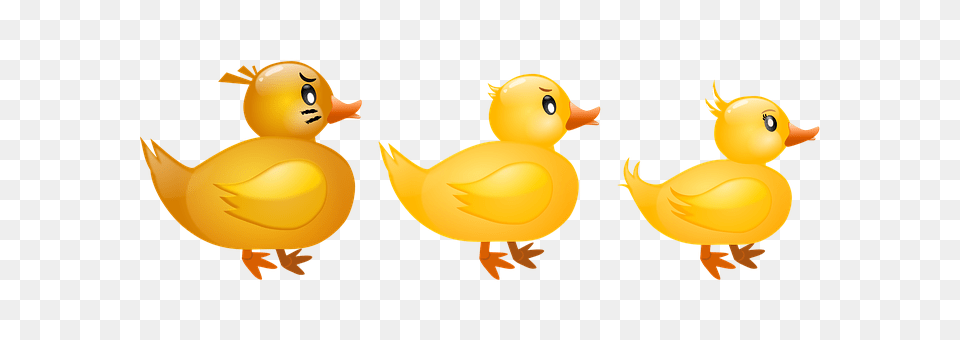 Duck Animal, Bird Png