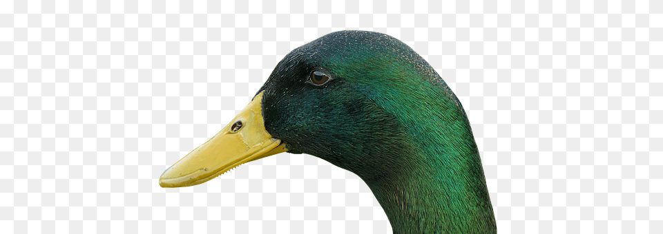 Duck Animal, Beak, Bird, Mallard Free Transparent Png