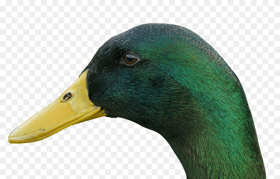 Duck Animal, Beak, Bird, Mallard Free Png