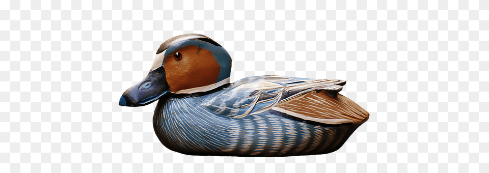 Duck Teal, Animal, Bird, Anseriformes Png Image