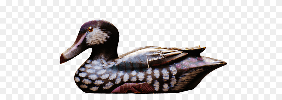 Duck Teal, Animal, Anseriformes, Bird Free Transparent Png