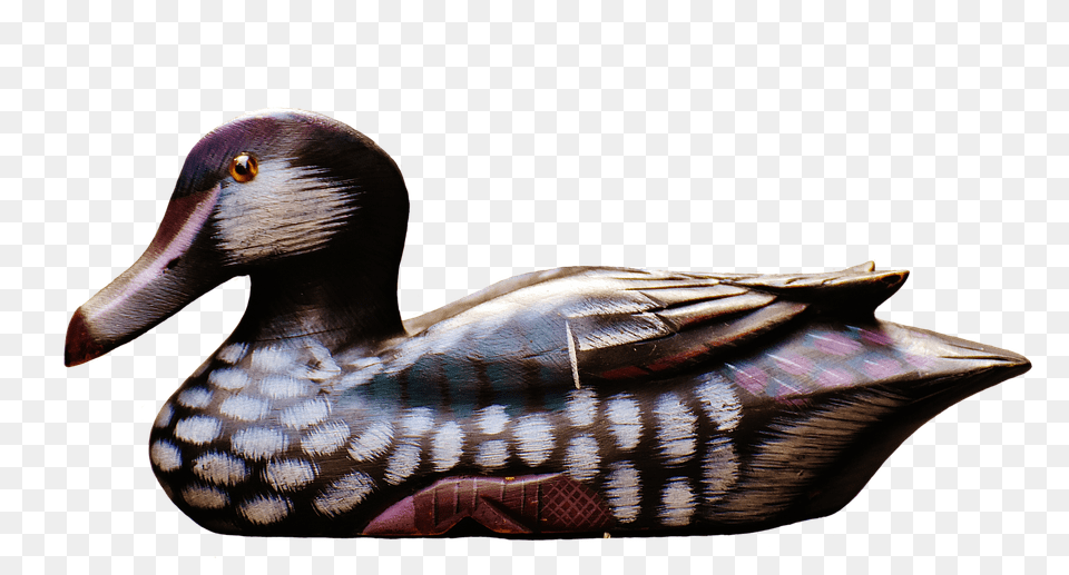 Duck Teal, Animal, Anseriformes, Bird Png
