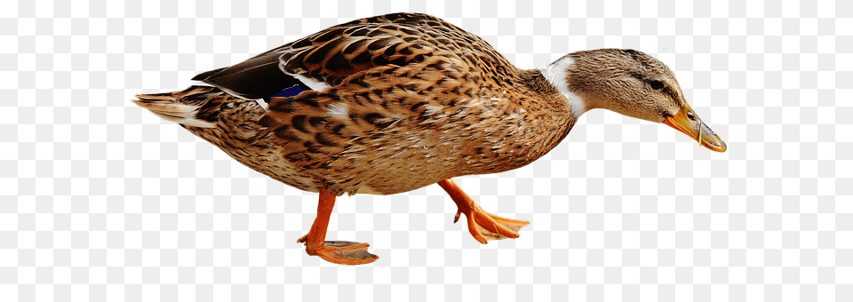 Duck Animal, Beak, Bird, Mallard Png Image