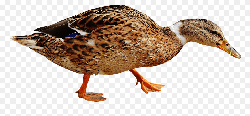 Duck Animal, Bird, Mallard, Waterfowl Free Png Download