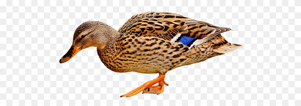 Duck Animal, Anseriformes, Bird, Waterfowl Free Transparent Png