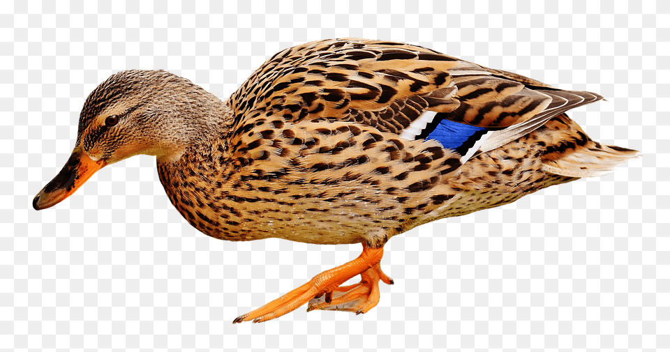 Duck Animal, Anseriformes, Bird, Waterfowl Png Image