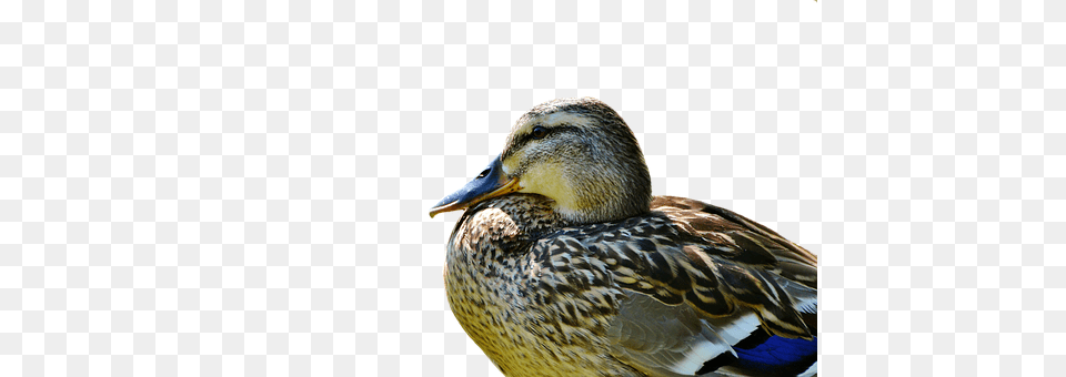 Duck Animal, Bird, Mallard, Waterfowl Free Transparent Png
