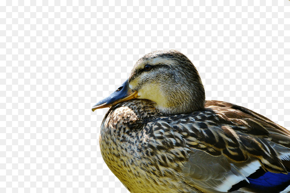 Duck Animal, Bird, Mallard, Waterfowl Png