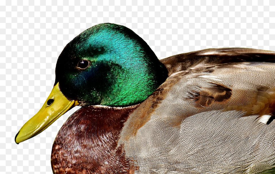 Duck Animal, Bird, Mallard, Teal Png