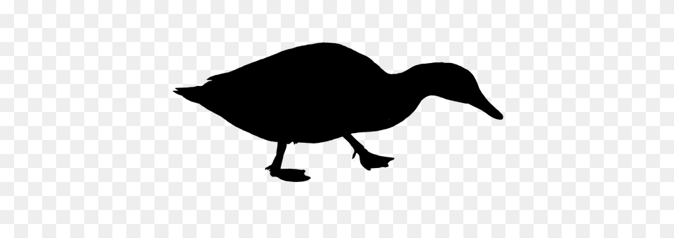 Duck Gray Png Image