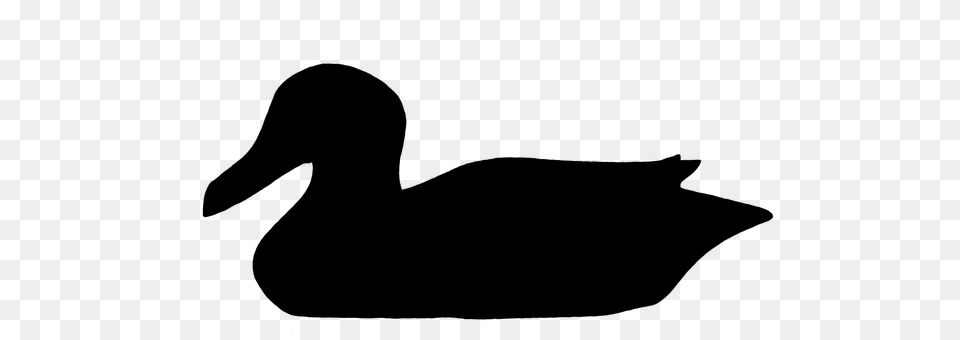 Duck Gray Free Png Download