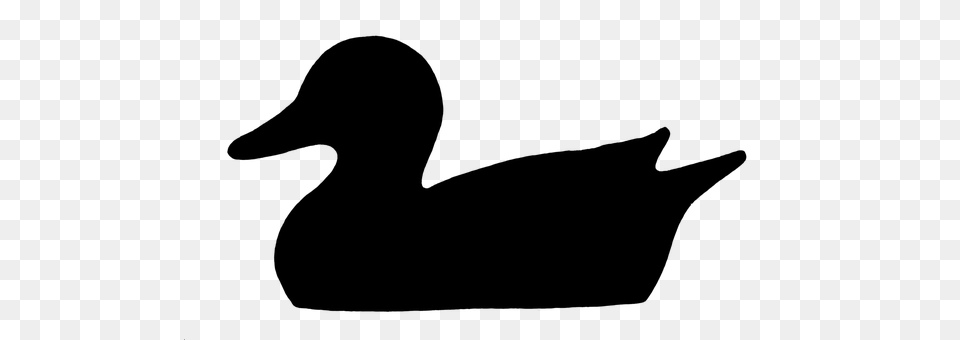 Duck Gray Free Transparent Png