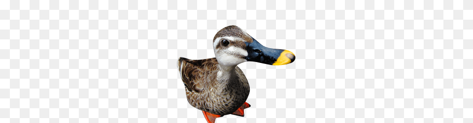 Duck, Animal, Anseriformes, Beak, Bird Free Png Download