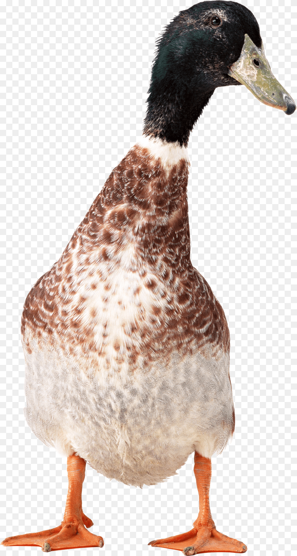 Duck, Animal, Anseriformes, Bird, Waterfowl Free Transparent Png