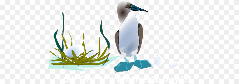 Duck Animal, Bird, Booby Free Transparent Png