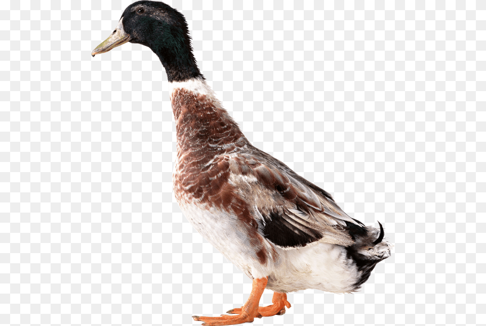 Duck, Animal, Anseriformes, Bird, Waterfowl Png Image