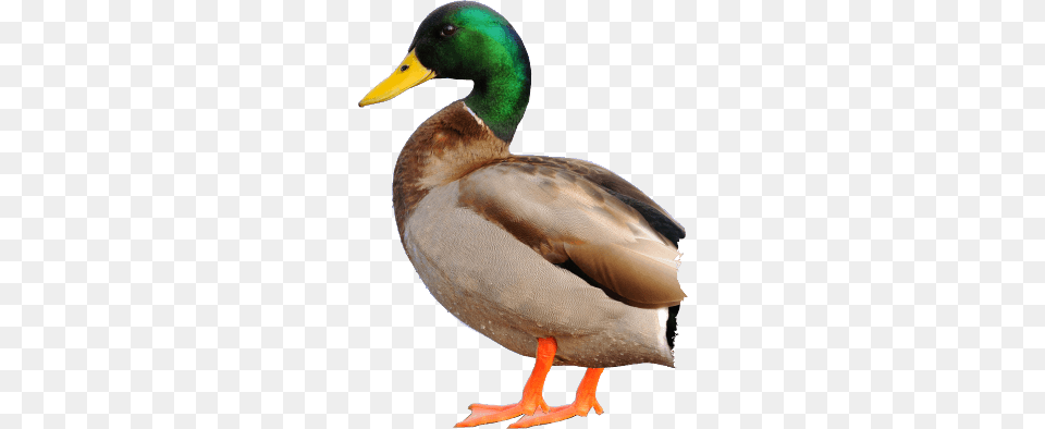 Duck, Animal, Anseriformes, Bird, Mallard Png