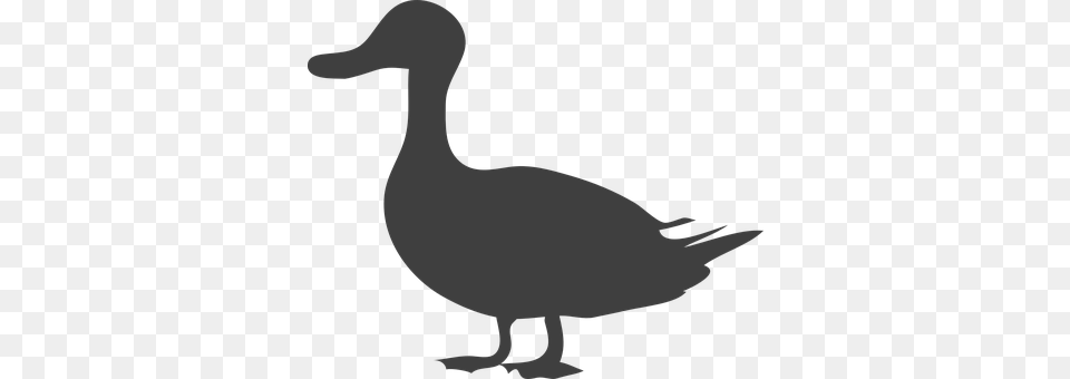 Duck Silhouette, Animal, Bird Free Transparent Png