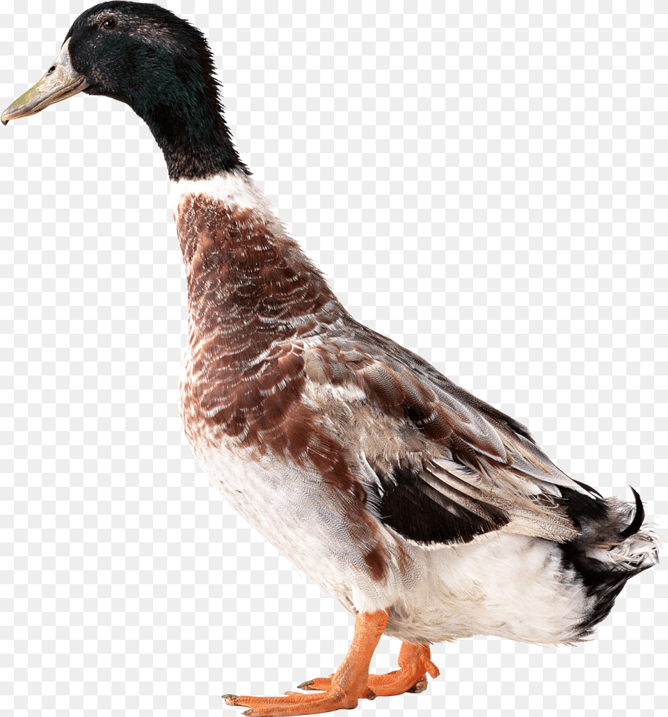 Duck, Animal, Anseriformes, Bird, Waterfowl Png Image