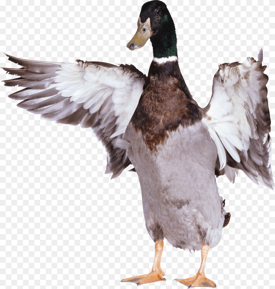 Duck Free Png