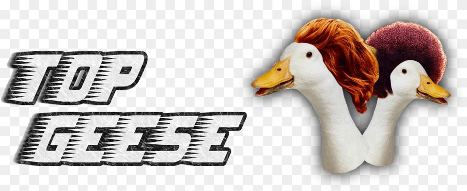 Duck, Animal, Beak, Bird Free Png