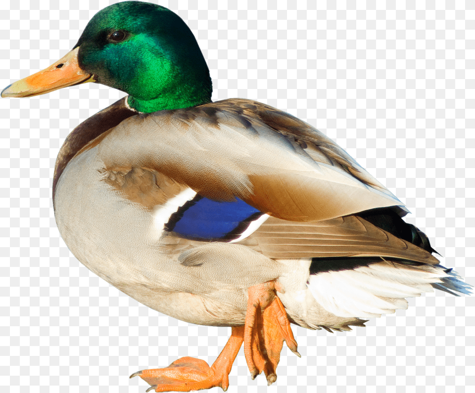 Duck, Teal, Animal, Bird, Mallard Png
