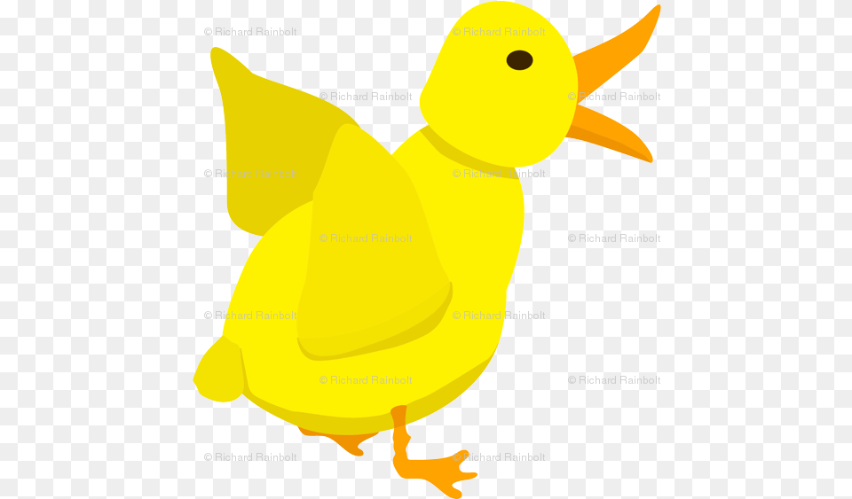 Duck, Animal, Bird Free Png