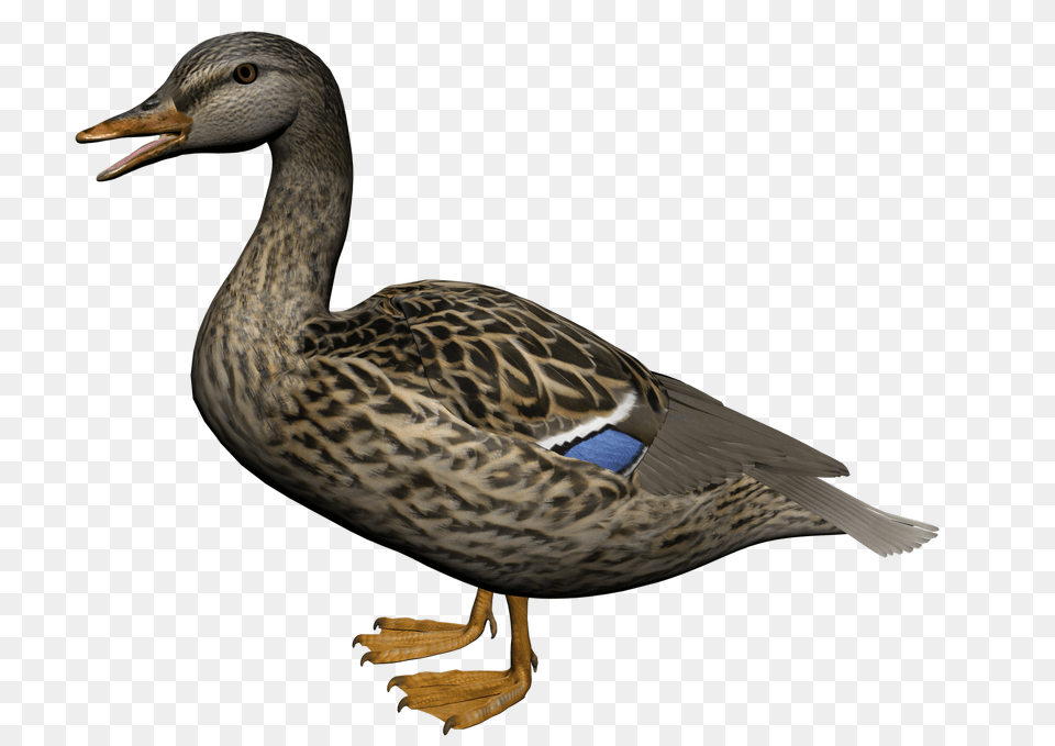 Duck, Animal, Anseriformes, Bird, Waterfowl Png Image