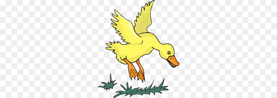 Duck Animal, Bird, Waterfowl, Person Free Png