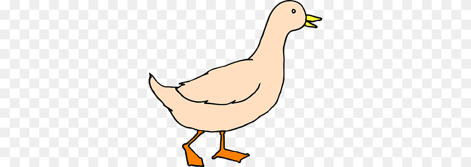 Duck Animal, Bird Free Transparent Png