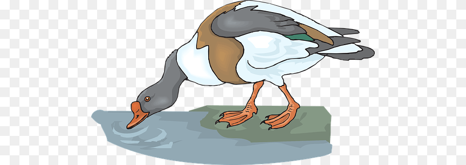 Duck Animal, Bird, Goose, Waterfowl Free Png Download