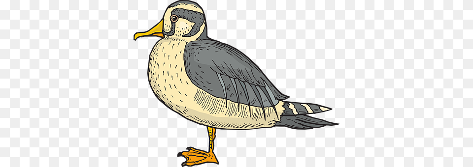 Duck Animal, Anseriformes, Beak, Bird Png
