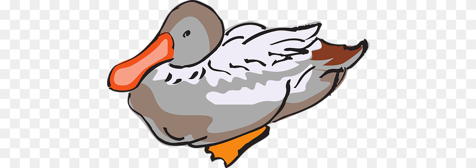 Duck Animal, Beak, Bird, Waterfowl Free Png Download