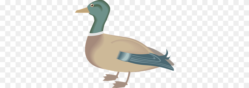 Duck Animal, Anseriformes, Bird, Waterfowl Free Transparent Png