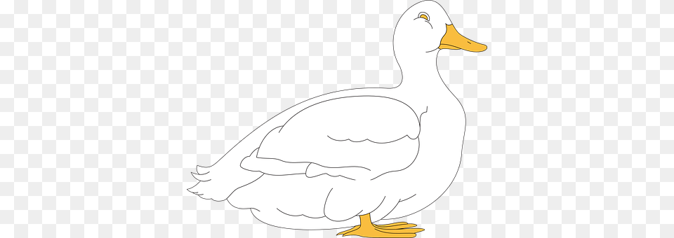 Duck Animal, Bird, Goose, Waterfowl Free Png