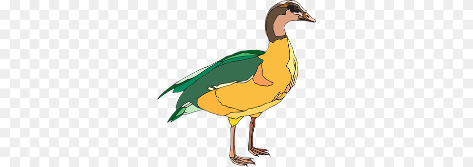 Duck Animal, Anseriformes, Bird, Waterfowl Png Image