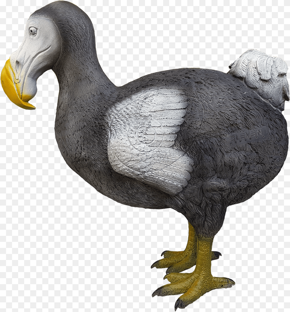 Duck, Animal, Beak, Bird, Dodo Png Image