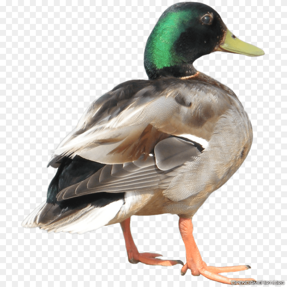Duck, Animal, Anseriformes, Bird, Waterfowl Png