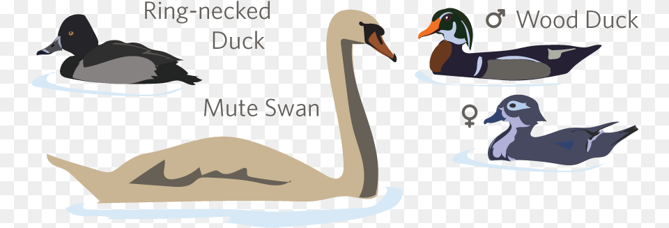 Duck, Animal, Anseriformes, Bird, Waterfowl Png Image