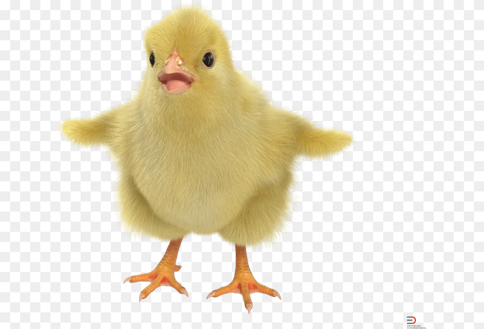 Duck, Animal, Bird, Chicken, Fowl Png Image