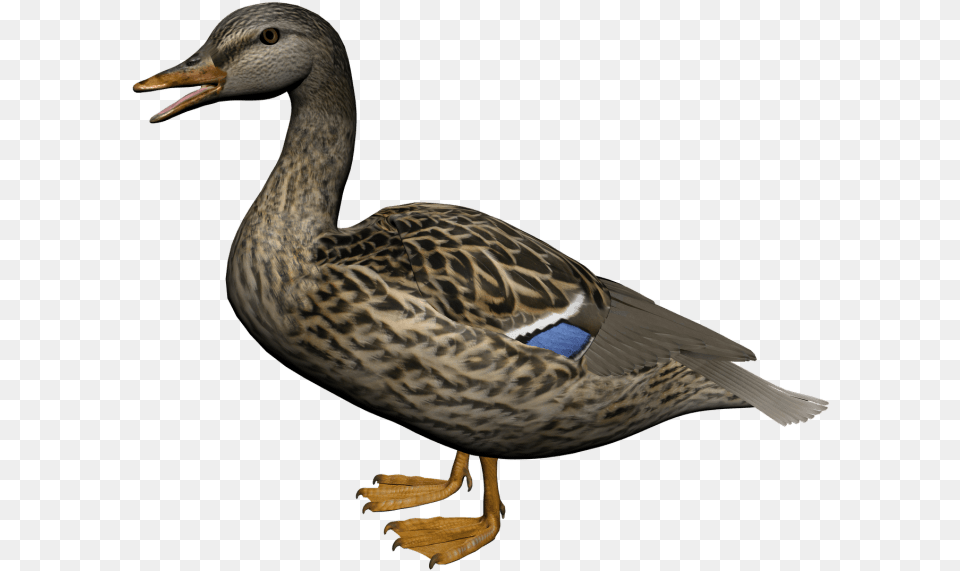 Duck American Black Duck, Animal, Anseriformes, Bird, Waterfowl Png Image
