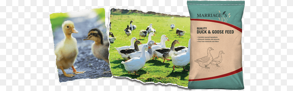 Duck And Goose Marriage39s Sow Cubes Size, Animal, Beak, Bird, Waterfowl Free Png Download