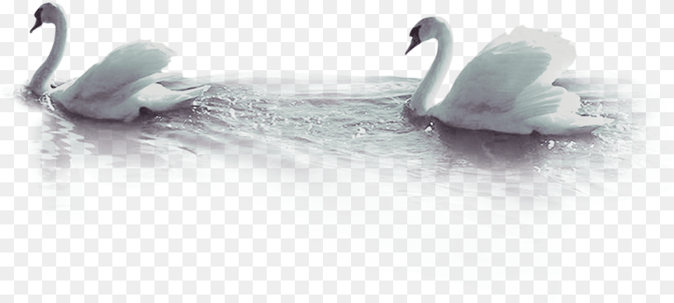 Duck Beak Wallpaper Tundra Swan, Animal, Bird, Adult, Male Free Png Download