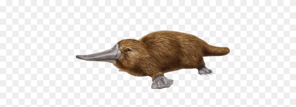 Duck Billed Platypus, Animal, Mammal, Rat, Rodent Free Png Download